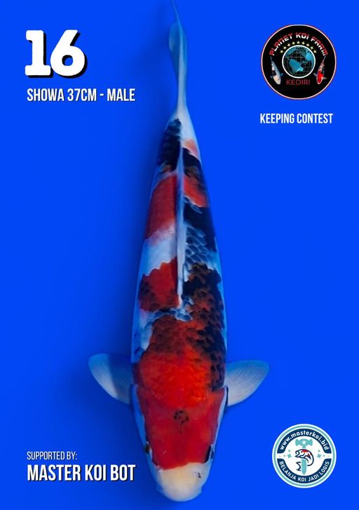 Lelang Koi Online, Jual Beli Ikan Koi, Pusat Jual Beli Koi, Info Lelang Koi Hari Ini, Platform Jual Beli Koi, Jual Beli Ikan Koi Online, Marketplace Ikan Koi, Jual Koi Terbaik, Tempat Beli Koi Berkualitas, Pasar Ikan Koi Online Terpercaya, Penjual Ikan Koi Terpercaya, Beli Koi Hias Online, Ikan Koi untuk Dijual, Koi Kualitas Terbaik, Toko Online Ikan Koi, Koi Hias Untuk Dijual, Jual Beli Ikan Koi Lokal, Koi Indonesia Online, Pusat Jual Beli Koi Terbesar