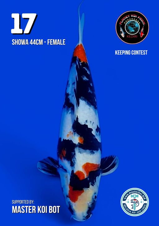 Lelang Koi Online, Jual Beli Ikan Koi, Pusat Jual Beli Koi, Info Lelang Koi Hari Ini, Platform Jual Beli Koi, Jual Beli Ikan Koi Online, Marketplace Ikan Koi, Jual Koi Terbaik, Tempat Beli Koi Berkualitas, Pasar Ikan Koi Online Terpercaya, Penjual Ikan Koi Terpercaya, Beli Koi Hias Online, Ikan Koi untuk Dijual, Koi Kualitas Terbaik, Toko Online Ikan Koi, Koi Hias Untuk Dijual, Jual Beli Ikan Koi Lokal, Koi Indonesia Online, Pusat Jual Beli Koi Terbesar