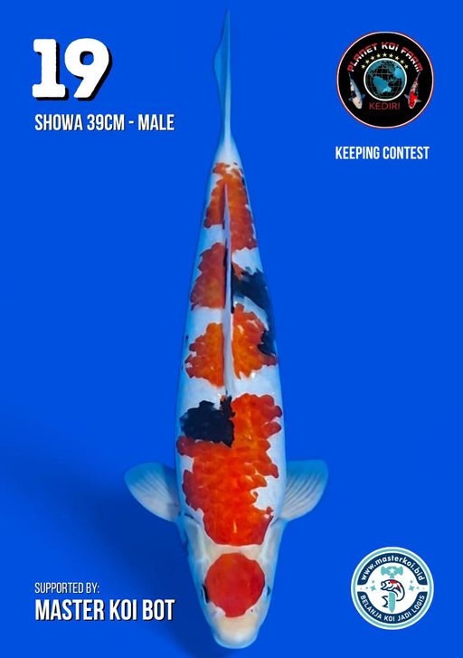 Lelang Koi Online, Jual Beli Ikan Koi, Pusat Jual Beli Koi, Info Lelang Koi Hari Ini, Platform Jual Beli Koi, Jual Beli Ikan Koi Online, Marketplace Ikan Koi, Jual Koi Terbaik, Tempat Beli Koi Berkualitas, Pasar Ikan Koi Online Terpercaya, Penjual Ikan Koi Terpercaya, Beli Koi Hias Online, Ikan Koi untuk Dijual, Koi Kualitas Terbaik, Toko Online Ikan Koi, Koi Hias Untuk Dijual, Jual Beli Ikan Koi Lokal, Koi Indonesia Online, Pusat Jual Beli Koi Terbesar