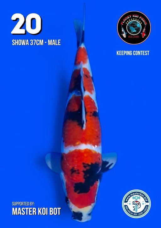 Lelang Koi Online, Jual Beli Ikan Koi, Pusat Jual Beli Koi, Info Lelang Koi Hari Ini, Platform Jual Beli Koi, Jual Beli Ikan Koi Online, Marketplace Ikan Koi, Jual Koi Terbaik, Tempat Beli Koi Berkualitas, Pasar Ikan Koi Online Terpercaya, Penjual Ikan Koi Terpercaya, Beli Koi Hias Online, Ikan Koi untuk Dijual, Koi Kualitas Terbaik, Toko Online Ikan Koi, Koi Hias Untuk Dijual, Jual Beli Ikan Koi Lokal, Koi Indonesia Online, Pusat Jual Beli Koi Terbesar