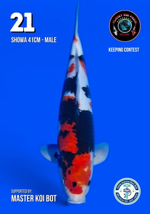 Lelang Koi Online, Jual Beli Ikan Koi, Pusat Jual Beli Koi, Info Lelang Koi Hari Ini, Platform Jual Beli Koi, Jual Beli Ikan Koi Online, Marketplace Ikan Koi, Jual Koi Terbaik, Tempat Beli Koi Berkualitas, Pasar Ikan Koi Online Terpercaya, Penjual Ikan Koi Terpercaya, Beli Koi Hias Online, Ikan Koi untuk Dijual, Koi Kualitas Terbaik, Toko Online Ikan Koi, Koi Hias Untuk Dijual, Jual Beli Ikan Koi Lokal, Koi Indonesia Online, Pusat Jual Beli Koi Terbesar