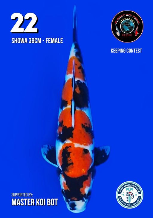 Lelang Koi Online, Jual Beli Ikan Koi, Pusat Jual Beli Koi, Info Lelang Koi Hari Ini, Platform Jual Beli Koi, Jual Beli Ikan Koi Online, Marketplace Ikan Koi, Jual Koi Terbaik, Tempat Beli Koi Berkualitas, Pasar Ikan Koi Online Terpercaya, Penjual Ikan Koi Terpercaya, Beli Koi Hias Online, Ikan Koi untuk Dijual, Koi Kualitas Terbaik, Toko Online Ikan Koi, Koi Hias Untuk Dijual, Jual Beli Ikan Koi Lokal, Koi Indonesia Online, Pusat Jual Beli Koi Terbesar