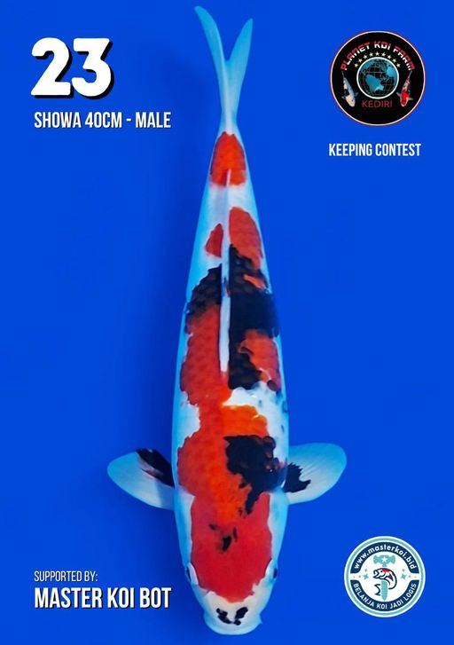 Lelang Koi Online, Jual Beli Ikan Koi, Pusat Jual Beli Koi, Info Lelang Koi Hari Ini, Platform Jual Beli Koi, Jual Beli Ikan Koi Online, Marketplace Ikan Koi, Jual Koi Terbaik, Tempat Beli Koi Berkualitas, Pasar Ikan Koi Online Terpercaya, Penjual Ikan Koi Terpercaya, Beli Koi Hias Online, Ikan Koi untuk Dijual, Koi Kualitas Terbaik, Toko Online Ikan Koi, Koi Hias Untuk Dijual, Jual Beli Ikan Koi Lokal, Koi Indonesia Online, Pusat Jual Beli Koi Terbesar