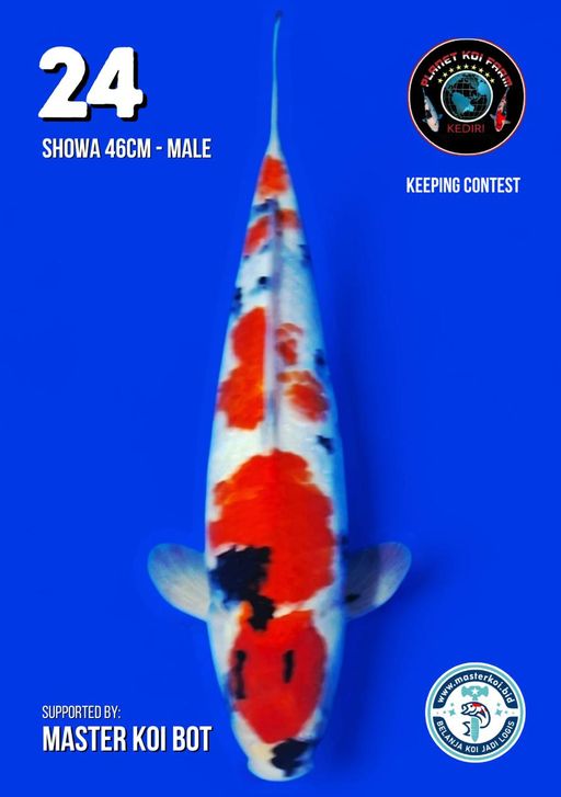 Lelang Koi Online, Jual Beli Ikan Koi, Pusat Jual Beli Koi, Info Lelang Koi Hari Ini, Platform Jual Beli Koi, Jual Beli Ikan Koi Online, Marketplace Ikan Koi, Jual Koi Terbaik, Tempat Beli Koi Berkualitas, Pasar Ikan Koi Online Terpercaya, Penjual Ikan Koi Terpercaya, Beli Koi Hias Online, Ikan Koi untuk Dijual, Koi Kualitas Terbaik, Toko Online Ikan Koi, Koi Hias Untuk Dijual, Jual Beli Ikan Koi Lokal, Koi Indonesia Online, Pusat Jual Beli Koi Terbesar