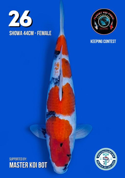 Lelang Koi Online, Jual Beli Ikan Koi, Pusat Jual Beli Koi, Info Lelang Koi Hari Ini, Platform Jual Beli Koi, Jual Beli Ikan Koi Online, Marketplace Ikan Koi, Jual Koi Terbaik, Tempat Beli Koi Berkualitas, Pasar Ikan Koi Online Terpercaya, Penjual Ikan Koi Terpercaya, Beli Koi Hias Online, Ikan Koi untuk Dijual, Koi Kualitas Terbaik, Toko Online Ikan Koi, Koi Hias Untuk Dijual, Jual Beli Ikan Koi Lokal, Koi Indonesia Online, Pusat Jual Beli Koi Terbesar