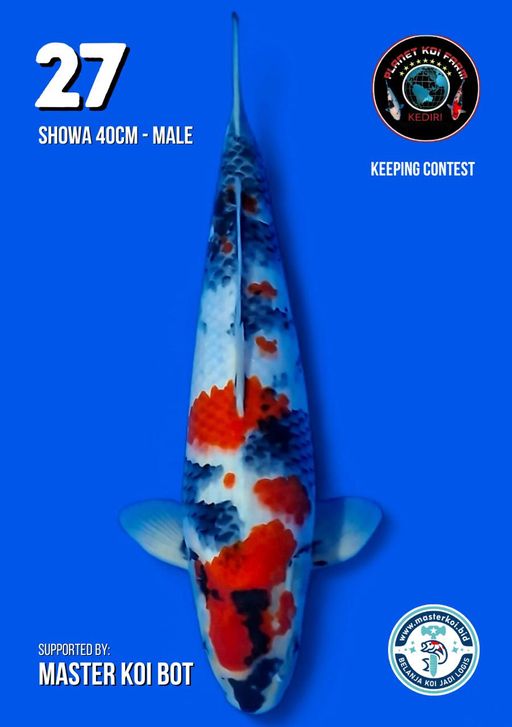 Lelang Koi Online, Jual Beli Ikan Koi, Pusat Jual Beli Koi, Info Lelang Koi Hari Ini, Platform Jual Beli Koi, Jual Beli Ikan Koi Online, Marketplace Ikan Koi, Jual Koi Terbaik, Tempat Beli Koi Berkualitas, Pasar Ikan Koi Online Terpercaya, Penjual Ikan Koi Terpercaya, Beli Koi Hias Online, Ikan Koi untuk Dijual, Koi Kualitas Terbaik, Toko Online Ikan Koi, Koi Hias Untuk Dijual, Jual Beli Ikan Koi Lokal, Koi Indonesia Online, Pusat Jual Beli Koi Terbesar