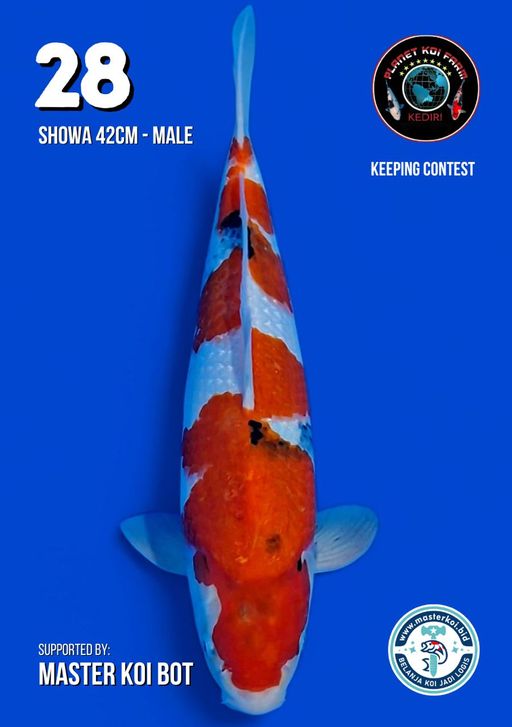 Lelang Koi Online, Jual Beli Ikan Koi, Pusat Jual Beli Koi, Info Lelang Koi Hari Ini, Platform Jual Beli Koi, Jual Beli Ikan Koi Online, Marketplace Ikan Koi, Jual Koi Terbaik, Tempat Beli Koi Berkualitas, Pasar Ikan Koi Online Terpercaya, Penjual Ikan Koi Terpercaya, Beli Koi Hias Online, Ikan Koi untuk Dijual, Koi Kualitas Terbaik, Toko Online Ikan Koi, Koi Hias Untuk Dijual, Jual Beli Ikan Koi Lokal, Koi Indonesia Online, Pusat Jual Beli Koi Terbesar