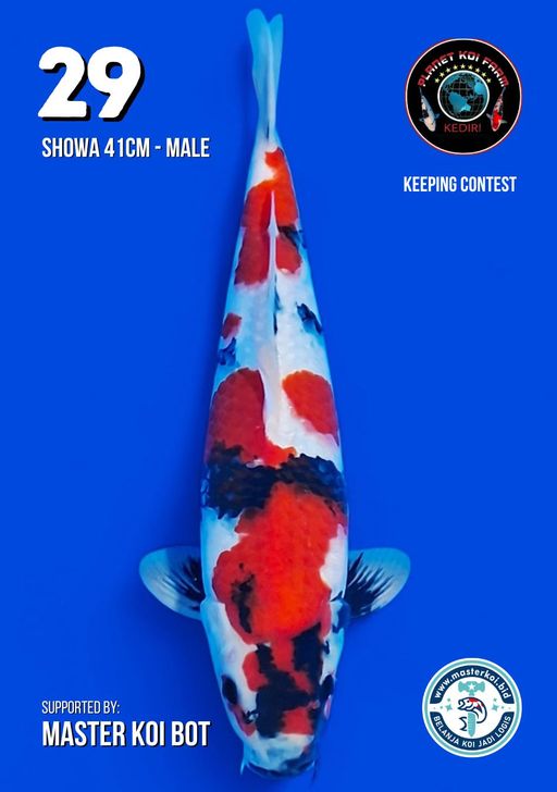 Lelang Koi Online, Jual Beli Ikan Koi, Pusat Jual Beli Koi, Info Lelang Koi Hari Ini, Platform Jual Beli Koi, Jual Beli Ikan Koi Online, Marketplace Ikan Koi, Jual Koi Terbaik, Tempat Beli Koi Berkualitas, Pasar Ikan Koi Online Terpercaya, Penjual Ikan Koi Terpercaya, Beli Koi Hias Online, Ikan Koi untuk Dijual, Koi Kualitas Terbaik, Toko Online Ikan Koi, Koi Hias Untuk Dijual, Jual Beli Ikan Koi Lokal, Koi Indonesia Online, Pusat Jual Beli Koi Terbesar