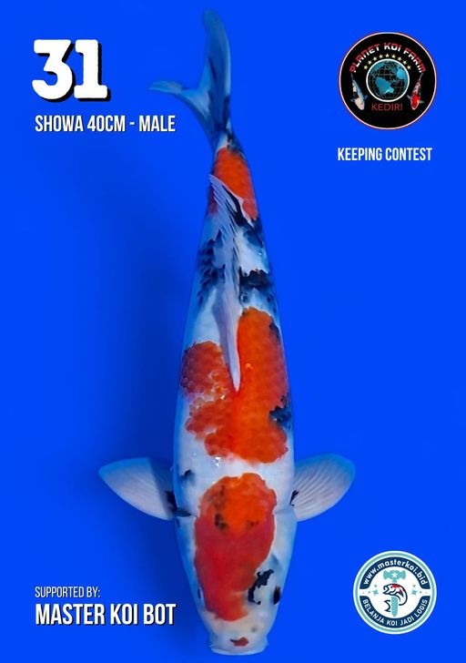 Lelang Koi Online, Jual Beli Ikan Koi, Pusat Jual Beli Koi, Info Lelang Koi Hari Ini, Platform Jual Beli Koi, Jual Beli Ikan Koi Online, Marketplace Ikan Koi, Jual Koi Terbaik, Tempat Beli Koi Berkualitas, Pasar Ikan Koi Online Terpercaya, Penjual Ikan Koi Terpercaya, Beli Koi Hias Online, Ikan Koi untuk Dijual, Koi Kualitas Terbaik, Toko Online Ikan Koi, Koi Hias Untuk Dijual, Jual Beli Ikan Koi Lokal, Koi Indonesia Online, Pusat Jual Beli Koi Terbesar