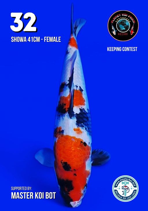 Lelang Koi Online, Jual Beli Ikan Koi, Pusat Jual Beli Koi, Info Lelang Koi Hari Ini, Platform Jual Beli Koi, Jual Beli Ikan Koi Online, Marketplace Ikan Koi, Jual Koi Terbaik, Tempat Beli Koi Berkualitas, Pasar Ikan Koi Online Terpercaya, Penjual Ikan Koi Terpercaya, Beli Koi Hias Online, Ikan Koi untuk Dijual, Koi Kualitas Terbaik, Toko Online Ikan Koi, Koi Hias Untuk Dijual, Jual Beli Ikan Koi Lokal, Koi Indonesia Online, Pusat Jual Beli Koi Terbesar