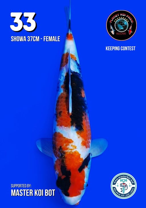 Lelang Koi Online, Jual Beli Ikan Koi, Pusat Jual Beli Koi, Info Lelang Koi Hari Ini, Platform Jual Beli Koi, Jual Beli Ikan Koi Online, Marketplace Ikan Koi, Jual Koi Terbaik, Tempat Beli Koi Berkualitas, Pasar Ikan Koi Online Terpercaya, Penjual Ikan Koi Terpercaya, Beli Koi Hias Online, Ikan Koi untuk Dijual, Koi Kualitas Terbaik, Toko Online Ikan Koi, Koi Hias Untuk Dijual, Jual Beli Ikan Koi Lokal, Koi Indonesia Online, Pusat Jual Beli Koi Terbesar