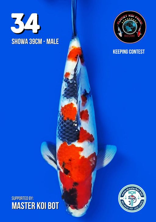 Lelang Koi Online, Jual Beli Ikan Koi, Pusat Jual Beli Koi, Info Lelang Koi Hari Ini, Platform Jual Beli Koi, Jual Beli Ikan Koi Online, Marketplace Ikan Koi, Jual Koi Terbaik, Tempat Beli Koi Berkualitas, Pasar Ikan Koi Online Terpercaya, Penjual Ikan Koi Terpercaya, Beli Koi Hias Online, Ikan Koi untuk Dijual, Koi Kualitas Terbaik, Toko Online Ikan Koi, Koi Hias Untuk Dijual, Jual Beli Ikan Koi Lokal, Koi Indonesia Online, Pusat Jual Beli Koi Terbesar