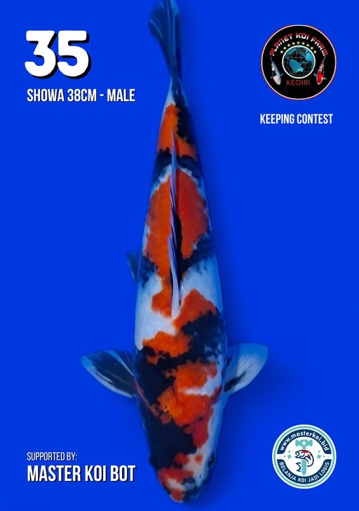 Lelang Koi Online, Jual Beli Ikan Koi, Pusat Jual Beli Koi, Info Lelang Koi Hari Ini, Platform Jual Beli Koi, Jual Beli Ikan Koi Online, Marketplace Ikan Koi, Jual Koi Terbaik, Tempat Beli Koi Berkualitas, Pasar Ikan Koi Online Terpercaya, Penjual Ikan Koi Terpercaya, Beli Koi Hias Online, Ikan Koi untuk Dijual, Koi Kualitas Terbaik, Toko Online Ikan Koi, Koi Hias Untuk Dijual, Jual Beli Ikan Koi Lokal, Koi Indonesia Online, Pusat Jual Beli Koi Terbesar