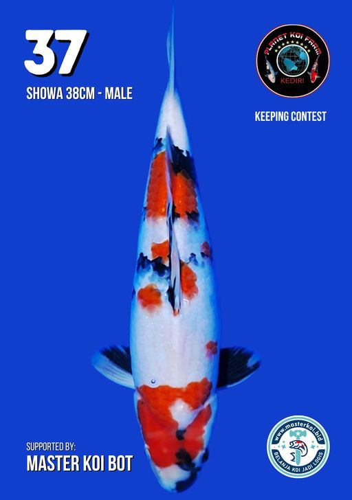 Lelang Koi Online, Jual Beli Ikan Koi, Pusat Jual Beli Koi, Info Lelang Koi Hari Ini, Platform Jual Beli Koi, Jual Beli Ikan Koi Online, Marketplace Ikan Koi, Jual Koi Terbaik, Tempat Beli Koi Berkualitas, Pasar Ikan Koi Online Terpercaya, Penjual Ikan Koi Terpercaya, Beli Koi Hias Online, Ikan Koi untuk Dijual, Koi Kualitas Terbaik, Toko Online Ikan Koi, Koi Hias Untuk Dijual, Jual Beli Ikan Koi Lokal, Koi Indonesia Online, Pusat Jual Beli Koi Terbesar