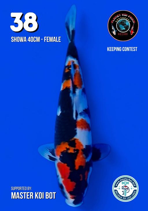 Lelang Koi Online, Jual Beli Ikan Koi, Pusat Jual Beli Koi, Info Lelang Koi Hari Ini, Platform Jual Beli Koi, Jual Beli Ikan Koi Online, Marketplace Ikan Koi, Jual Koi Terbaik, Tempat Beli Koi Berkualitas, Pasar Ikan Koi Online Terpercaya, Penjual Ikan Koi Terpercaya, Beli Koi Hias Online, Ikan Koi untuk Dijual, Koi Kualitas Terbaik, Toko Online Ikan Koi, Koi Hias Untuk Dijual, Jual Beli Ikan Koi Lokal, Koi Indonesia Online, Pusat Jual Beli Koi Terbesar