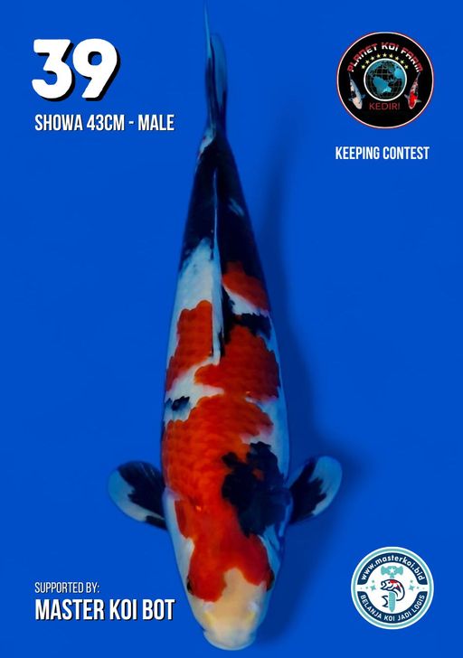 Lelang Koi Online, Jual Beli Ikan Koi, Pusat Jual Beli Koi, Info Lelang Koi Hari Ini, Platform Jual Beli Koi, Jual Beli Ikan Koi Online, Marketplace Ikan Koi, Jual Koi Terbaik, Tempat Beli Koi Berkualitas, Pasar Ikan Koi Online Terpercaya, Penjual Ikan Koi Terpercaya, Beli Koi Hias Online, Ikan Koi untuk Dijual, Koi Kualitas Terbaik, Toko Online Ikan Koi, Koi Hias Untuk Dijual, Jual Beli Ikan Koi Lokal, Koi Indonesia Online, Pusat Jual Beli Koi Terbesar