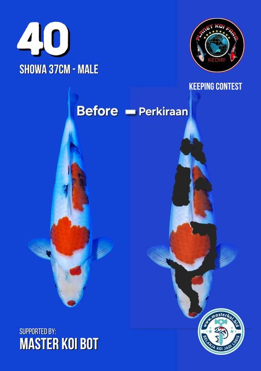 Lelang Koi Online, Jual Beli Ikan Koi, Pusat Jual Beli Koi, Info Lelang Koi Hari Ini, Platform Jual Beli Koi, Jual Beli Ikan Koi Online, Marketplace Ikan Koi, Jual Koi Terbaik, Tempat Beli Koi Berkualitas, Pasar Ikan Koi Online Terpercaya, Penjual Ikan Koi Terpercaya, Beli Koi Hias Online, Ikan Koi untuk Dijual, Koi Kualitas Terbaik, Toko Online Ikan Koi, Koi Hias Untuk Dijual, Jual Beli Ikan Koi Lokal, Koi Indonesia Online, Pusat Jual Beli Koi Terbesar