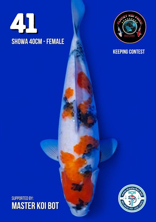 Lelang Koi Online, Jual Beli Ikan Koi, Pusat Jual Beli Koi, Info Lelang Koi Hari Ini, Platform Jual Beli Koi, Jual Beli Ikan Koi Online, Marketplace Ikan Koi, Jual Koi Terbaik, Tempat Beli Koi Berkualitas, Pasar Ikan Koi Online Terpercaya, Penjual Ikan Koi Terpercaya, Beli Koi Hias Online, Ikan Koi untuk Dijual, Koi Kualitas Terbaik, Toko Online Ikan Koi, Koi Hias Untuk Dijual, Jual Beli Ikan Koi Lokal, Koi Indonesia Online, Pusat Jual Beli Koi Terbesar