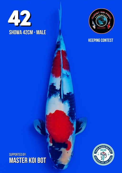 Lelang Koi Online, Jual Beli Ikan Koi, Pusat Jual Beli Koi, Info Lelang Koi Hari Ini, Platform Jual Beli Koi, Jual Beli Ikan Koi Online, Marketplace Ikan Koi, Jual Koi Terbaik, Tempat Beli Koi Berkualitas, Pasar Ikan Koi Online Terpercaya, Penjual Ikan Koi Terpercaya, Beli Koi Hias Online, Ikan Koi untuk Dijual, Koi Kualitas Terbaik, Toko Online Ikan Koi, Koi Hias Untuk Dijual, Jual Beli Ikan Koi Lokal, Koi Indonesia Online, Pusat Jual Beli Koi Terbesar