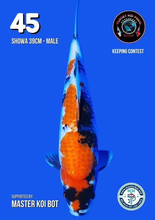 Lelang Koi Online, Jual Beli Ikan Koi, Pusat Jual Beli Koi, Info Lelang Koi Hari Ini, Platform Jual Beli Koi, Jual Beli Ikan Koi Online, Marketplace Ikan Koi, Jual Koi Terbaik, Tempat Beli Koi Berkualitas, Pasar Ikan Koi Online Terpercaya, Penjual Ikan Koi Terpercaya, Beli Koi Hias Online, Ikan Koi untuk Dijual, Koi Kualitas Terbaik, Toko Online Ikan Koi, Koi Hias Untuk Dijual, Jual Beli Ikan Koi Lokal, Koi Indonesia Online, Pusat Jual Beli Koi Terbesar