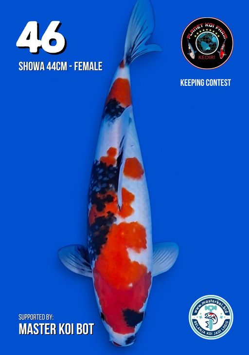 Lelang Koi Online, Jual Beli Ikan Koi, Pusat Jual Beli Koi, Info Lelang Koi Hari Ini, Platform Jual Beli Koi, Jual Beli Ikan Koi Online, Marketplace Ikan Koi, Jual Koi Terbaik, Tempat Beli Koi Berkualitas, Pasar Ikan Koi Online Terpercaya, Penjual Ikan Koi Terpercaya, Beli Koi Hias Online, Ikan Koi untuk Dijual, Koi Kualitas Terbaik, Toko Online Ikan Koi, Koi Hias Untuk Dijual, Jual Beli Ikan Koi Lokal, Koi Indonesia Online, Pusat Jual Beli Koi Terbesar