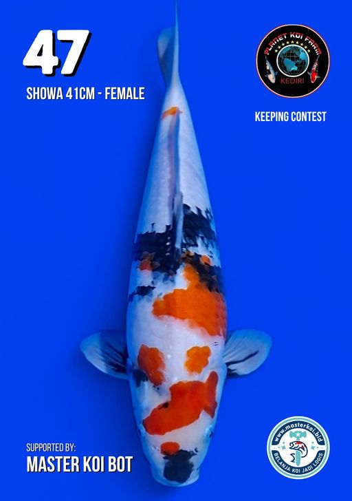 Lelang Koi Online, Jual Beli Ikan Koi, Pusat Jual Beli Koi, Info Lelang Koi Hari Ini, Platform Jual Beli Koi, Jual Beli Ikan Koi Online, Marketplace Ikan Koi, Jual Koi Terbaik, Tempat Beli Koi Berkualitas, Pasar Ikan Koi Online Terpercaya, Penjual Ikan Koi Terpercaya, Beli Koi Hias Online, Ikan Koi untuk Dijual, Koi Kualitas Terbaik, Toko Online Ikan Koi, Koi Hias Untuk Dijual, Jual Beli Ikan Koi Lokal, Koi Indonesia Online, Pusat Jual Beli Koi Terbesar