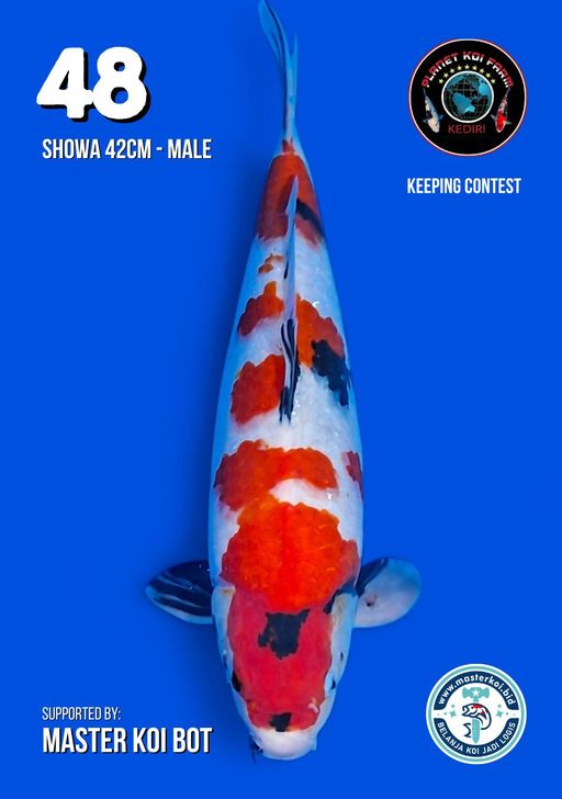 Lelang Koi Online, Jual Beli Ikan Koi, Pusat Jual Beli Koi, Info Lelang Koi Hari Ini, Platform Jual Beli Koi, Jual Beli Ikan Koi Online, Marketplace Ikan Koi, Jual Koi Terbaik, Tempat Beli Koi Berkualitas, Pasar Ikan Koi Online Terpercaya, Penjual Ikan Koi Terpercaya, Beli Koi Hias Online, Ikan Koi untuk Dijual, Koi Kualitas Terbaik, Toko Online Ikan Koi, Koi Hias Untuk Dijual, Jual Beli Ikan Koi Lokal, Koi Indonesia Online, Pusat Jual Beli Koi Terbesar