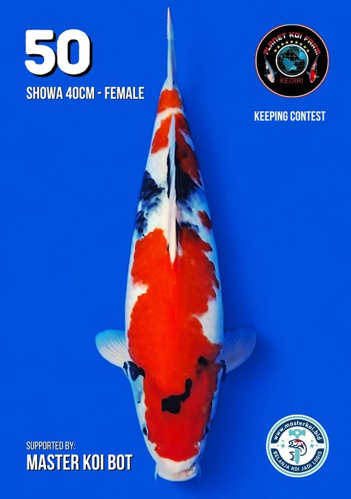 Lelang Koi Online, Jual Beli Ikan Koi, Pusat Jual Beli Koi, Info Lelang Koi Hari Ini, Platform Jual Beli Koi, Jual Beli Ikan Koi Online, Marketplace Ikan Koi, Jual Koi Terbaik, Tempat Beli Koi Berkualitas, Pasar Ikan Koi Online Terpercaya, Penjual Ikan Koi Terpercaya, Beli Koi Hias Online, Ikan Koi untuk Dijual, Koi Kualitas Terbaik, Toko Online Ikan Koi, Koi Hias Untuk Dijual, Jual Beli Ikan Koi Lokal, Koi Indonesia Online, Pusat Jual Beli Koi Terbesar