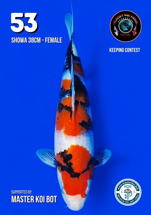 Lelang Koi Online, Jual Beli Ikan Koi, Pusat Jual Beli Koi, Info Lelang Koi Hari Ini, Platform Jual Beli Koi, Jual Beli Ikan Koi Online, Marketplace Ikan Koi, Jual Koi Terbaik, Tempat Beli Koi Berkualitas, Pasar Ikan Koi Online Terpercaya, Penjual Ikan Koi Terpercaya, Beli Koi Hias Online, Ikan Koi untuk Dijual, Koi Kualitas Terbaik, Toko Online Ikan Koi, Koi Hias Untuk Dijual, Jual Beli Ikan Koi Lokal, Koi Indonesia Online, Pusat Jual Beli Koi Terbesar