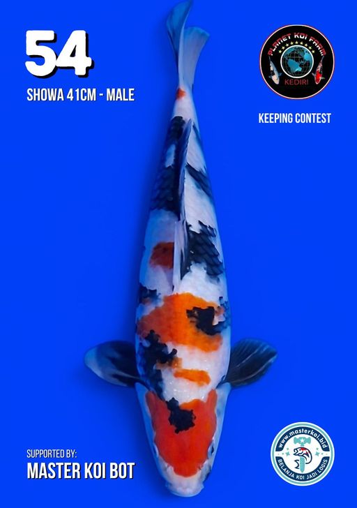 Lelang Koi Online, Jual Beli Ikan Koi, Pusat Jual Beli Koi, Info Lelang Koi Hari Ini, Platform Jual Beli Koi, Jual Beli Ikan Koi Online, Marketplace Ikan Koi, Jual Koi Terbaik, Tempat Beli Koi Berkualitas, Pasar Ikan Koi Online Terpercaya, Penjual Ikan Koi Terpercaya, Beli Koi Hias Online, Ikan Koi untuk Dijual, Koi Kualitas Terbaik, Toko Online Ikan Koi, Koi Hias Untuk Dijual, Jual Beli Ikan Koi Lokal, Koi Indonesia Online, Pusat Jual Beli Koi Terbesar