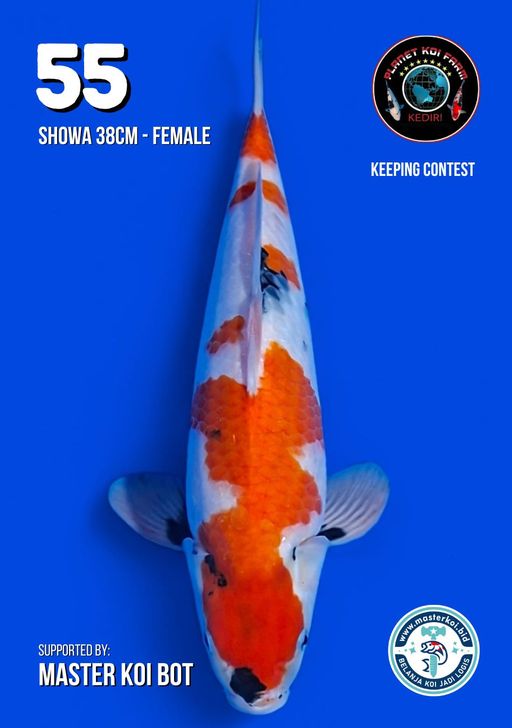 Lelang Koi Online, Jual Beli Ikan Koi, Pusat Jual Beli Koi, Info Lelang Koi Hari Ini, Platform Jual Beli Koi, Jual Beli Ikan Koi Online, Marketplace Ikan Koi, Jual Koi Terbaik, Tempat Beli Koi Berkualitas, Pasar Ikan Koi Online Terpercaya, Penjual Ikan Koi Terpercaya, Beli Koi Hias Online, Ikan Koi untuk Dijual, Koi Kualitas Terbaik, Toko Online Ikan Koi, Koi Hias Untuk Dijual, Jual Beli Ikan Koi Lokal, Koi Indonesia Online, Pusat Jual Beli Koi Terbesar