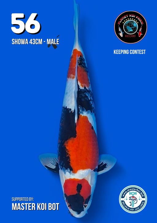 Lelang Koi Online, Jual Beli Ikan Koi, Pusat Jual Beli Koi, Info Lelang Koi Hari Ini, Platform Jual Beli Koi, Jual Beli Ikan Koi Online, Marketplace Ikan Koi, Jual Koi Terbaik, Tempat Beli Koi Berkualitas, Pasar Ikan Koi Online Terpercaya, Penjual Ikan Koi Terpercaya, Beli Koi Hias Online, Ikan Koi untuk Dijual, Koi Kualitas Terbaik, Toko Online Ikan Koi, Koi Hias Untuk Dijual, Jual Beli Ikan Koi Lokal, Koi Indonesia Online, Pusat Jual Beli Koi Terbesar