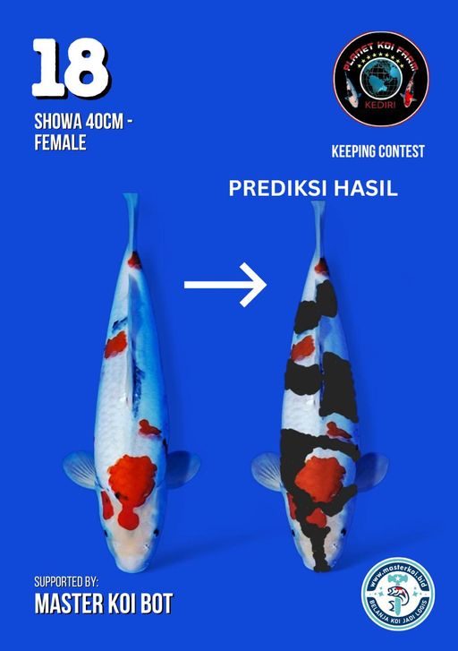 Lelang Koi Online, Jual Beli Ikan Koi, Pusat Jual Beli Koi, Info Lelang Koi Hari Ini, Platform Jual Beli Koi, Jual Beli Ikan Koi Online, Marketplace Ikan Koi, Jual Koi Terbaik, Tempat Beli Koi Berkualitas, Pasar Ikan Koi Online Terpercaya, Penjual Ikan Koi Terpercaya, Beli Koi Hias Online, Ikan Koi untuk Dijual, Koi Kualitas Terbaik, Toko Online Ikan Koi, Koi Hias Untuk Dijual, Jual Beli Ikan Koi Lokal, Koi Indonesia Online, Pusat Jual Beli Koi Terbesar