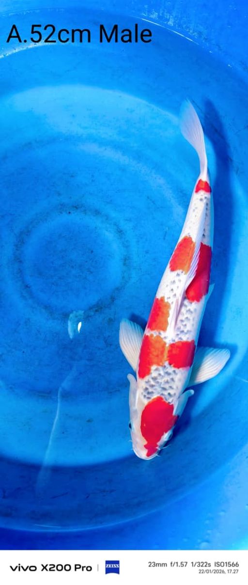 Lelang Koi Online, Jual Beli Ikan Koi, Pusat Jual Beli Koi, Info Lelang Koi Hari Ini, Platform Jual Beli Koi, Jual Beli Ikan Koi Online, Marketplace Ikan Koi, Jual Koi Terbaik, Tempat Beli Koi Berkualitas, Pasar Ikan Koi Online Terpercaya, Penjual Ikan Koi Terpercaya, Beli Koi Hias Online, Ikan Koi untuk Dijual, Koi Kualitas Terbaik, Toko Online Ikan Koi, Koi Hias Untuk Dijual, Jual Beli Ikan Koi Lokal, Koi Indonesia Online, Pusat Jual Beli Koi Terbesar