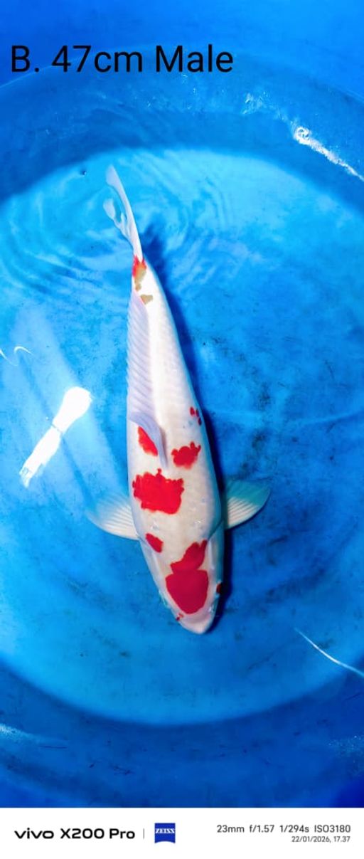 Lelang Koi Online, Jual Beli Ikan Koi, Pusat Jual Beli Koi, Info Lelang Koi Hari Ini, Platform Jual Beli Koi, Jual Beli Ikan Koi Online, Marketplace Ikan Koi, Jual Koi Terbaik, Tempat Beli Koi Berkualitas, Pasar Ikan Koi Online Terpercaya, Penjual Ikan Koi Terpercaya, Beli Koi Hias Online, Ikan Koi untuk Dijual, Koi Kualitas Terbaik, Toko Online Ikan Koi, Koi Hias Untuk Dijual, Jual Beli Ikan Koi Lokal, Koi Indonesia Online, Pusat Jual Beli Koi Terbesar