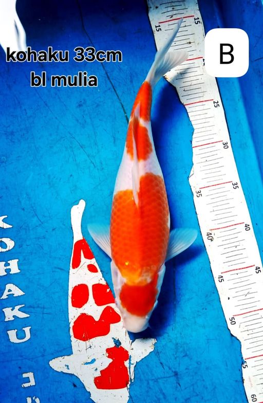 Lelang Koi Online, Jual Beli Ikan Koi, Pusat Jual Beli Koi, Info Lelang Koi Hari Ini, Platform Jual Beli Koi, Jual Beli Ikan Koi Online, Marketplace Ikan Koi, Jual Koi Terbaik, Tempat Beli Koi Berkualitas, Pasar Ikan Koi Online Terpercaya, Penjual Ikan Koi Terpercaya, Beli Koi Hias Online, Ikan Koi untuk Dijual, Koi Kualitas Terbaik, Toko Online Ikan Koi, Koi Hias Untuk Dijual, Jual Beli Ikan Koi Lokal, Koi Indonesia Online, Pusat Jual Beli Koi Terbesar