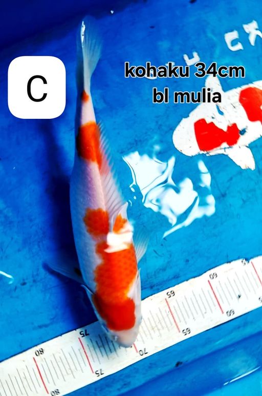 Lelang Koi Online, Jual Beli Ikan Koi, Pusat Jual Beli Koi, Info Lelang Koi Hari Ini, Platform Jual Beli Koi, Jual Beli Ikan Koi Online, Marketplace Ikan Koi, Jual Koi Terbaik, Tempat Beli Koi Berkualitas, Pasar Ikan Koi Online Terpercaya, Penjual Ikan Koi Terpercaya, Beli Koi Hias Online, Ikan Koi untuk Dijual, Koi Kualitas Terbaik, Toko Online Ikan Koi, Koi Hias Untuk Dijual, Jual Beli Ikan Koi Lokal, Koi Indonesia Online, Pusat Jual Beli Koi Terbesar