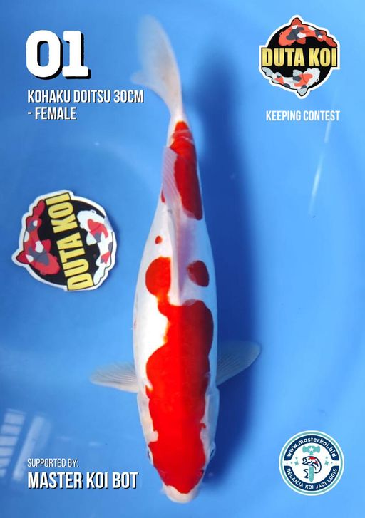 Lelang Koi Online, Jual Beli Ikan Koi, Pusat Jual Beli Koi, Info Lelang Koi Hari Ini, Platform Jual Beli Koi, Jual Beli Ikan Koi Online, Marketplace Ikan Koi, Jual Koi Terbaik, Tempat Beli Koi Berkualitas, Pasar Ikan Koi Online Terpercaya, Penjual Ikan Koi Terpercaya, Beli Koi Hias Online, Ikan Koi untuk Dijual, Koi Kualitas Terbaik, Toko Online Ikan Koi, Koi Hias Untuk Dijual, Jual Beli Ikan Koi Lokal, Koi Indonesia Online, Pusat Jual Beli Koi Terbesar