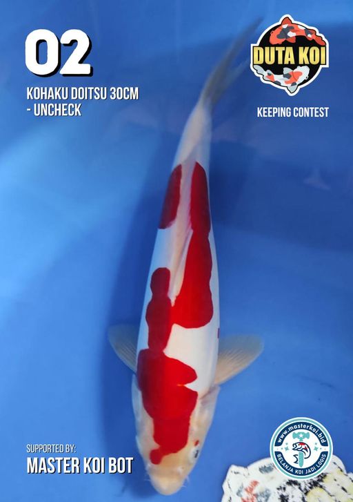Lelang Koi Online, Jual Beli Ikan Koi, Pusat Jual Beli Koi, Info Lelang Koi Hari Ini, Platform Jual Beli Koi, Jual Beli Ikan Koi Online, Marketplace Ikan Koi, Jual Koi Terbaik, Tempat Beli Koi Berkualitas, Pasar Ikan Koi Online Terpercaya, Penjual Ikan Koi Terpercaya, Beli Koi Hias Online, Ikan Koi untuk Dijual, Koi Kualitas Terbaik, Toko Online Ikan Koi, Koi Hias Untuk Dijual, Jual Beli Ikan Koi Lokal, Koi Indonesia Online, Pusat Jual Beli Koi Terbesar