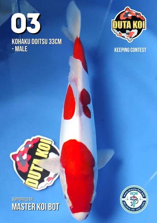 Lelang Koi Online, Jual Beli Ikan Koi, Pusat Jual Beli Koi, Info Lelang Koi Hari Ini, Platform Jual Beli Koi, Jual Beli Ikan Koi Online, Marketplace Ikan Koi, Jual Koi Terbaik, Tempat Beli Koi Berkualitas, Pasar Ikan Koi Online Terpercaya, Penjual Ikan Koi Terpercaya, Beli Koi Hias Online, Ikan Koi untuk Dijual, Koi Kualitas Terbaik, Toko Online Ikan Koi, Koi Hias Untuk Dijual, Jual Beli Ikan Koi Lokal, Koi Indonesia Online, Pusat Jual Beli Koi Terbesar