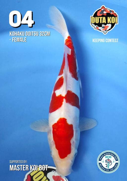 Lelang Koi Online, Jual Beli Ikan Koi, Pusat Jual Beli Koi, Info Lelang Koi Hari Ini, Platform Jual Beli Koi, Jual Beli Ikan Koi Online, Marketplace Ikan Koi, Jual Koi Terbaik, Tempat Beli Koi Berkualitas, Pasar Ikan Koi Online Terpercaya, Penjual Ikan Koi Terpercaya, Beli Koi Hias Online, Ikan Koi untuk Dijual, Koi Kualitas Terbaik, Toko Online Ikan Koi, Koi Hias Untuk Dijual, Jual Beli Ikan Koi Lokal, Koi Indonesia Online, Pusat Jual Beli Koi Terbesar