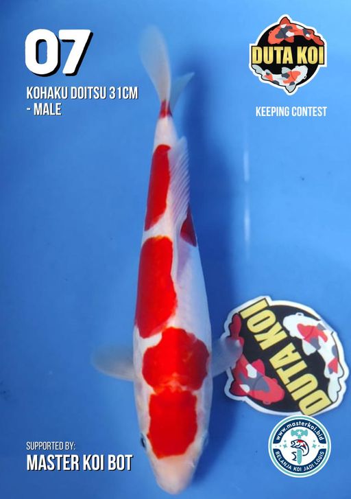 Lelang Koi Online, Jual Beli Ikan Koi, Pusat Jual Beli Koi, Info Lelang Koi Hari Ini, Platform Jual Beli Koi, Jual Beli Ikan Koi Online, Marketplace Ikan Koi, Jual Koi Terbaik, Tempat Beli Koi Berkualitas, Pasar Ikan Koi Online Terpercaya, Penjual Ikan Koi Terpercaya, Beli Koi Hias Online, Ikan Koi untuk Dijual, Koi Kualitas Terbaik, Toko Online Ikan Koi, Koi Hias Untuk Dijual, Jual Beli Ikan Koi Lokal, Koi Indonesia Online, Pusat Jual Beli Koi Terbesar