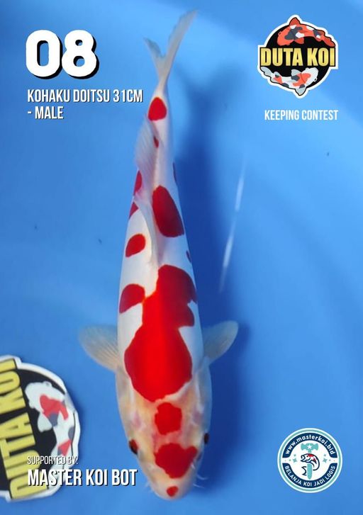 Lelang Koi Online, Jual Beli Ikan Koi, Pusat Jual Beli Koi, Info Lelang Koi Hari Ini, Platform Jual Beli Koi, Jual Beli Ikan Koi Online, Marketplace Ikan Koi, Jual Koi Terbaik, Tempat Beli Koi Berkualitas, Pasar Ikan Koi Online Terpercaya, Penjual Ikan Koi Terpercaya, Beli Koi Hias Online, Ikan Koi untuk Dijual, Koi Kualitas Terbaik, Toko Online Ikan Koi, Koi Hias Untuk Dijual, Jual Beli Ikan Koi Lokal, Koi Indonesia Online, Pusat Jual Beli Koi Terbesar
