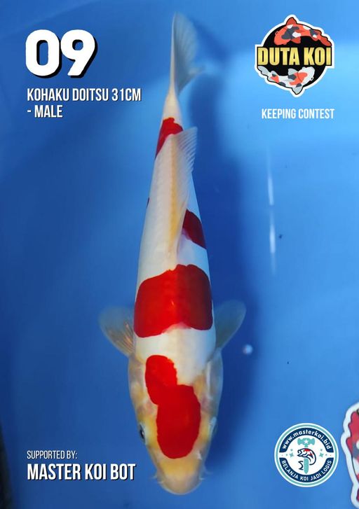 Lelang Koi Online, Jual Beli Ikan Koi, Pusat Jual Beli Koi, Info Lelang Koi Hari Ini, Platform Jual Beli Koi, Jual Beli Ikan Koi Online, Marketplace Ikan Koi, Jual Koi Terbaik, Tempat Beli Koi Berkualitas, Pasar Ikan Koi Online Terpercaya, Penjual Ikan Koi Terpercaya, Beli Koi Hias Online, Ikan Koi untuk Dijual, Koi Kualitas Terbaik, Toko Online Ikan Koi, Koi Hias Untuk Dijual, Jual Beli Ikan Koi Lokal, Koi Indonesia Online, Pusat Jual Beli Koi Terbesar
