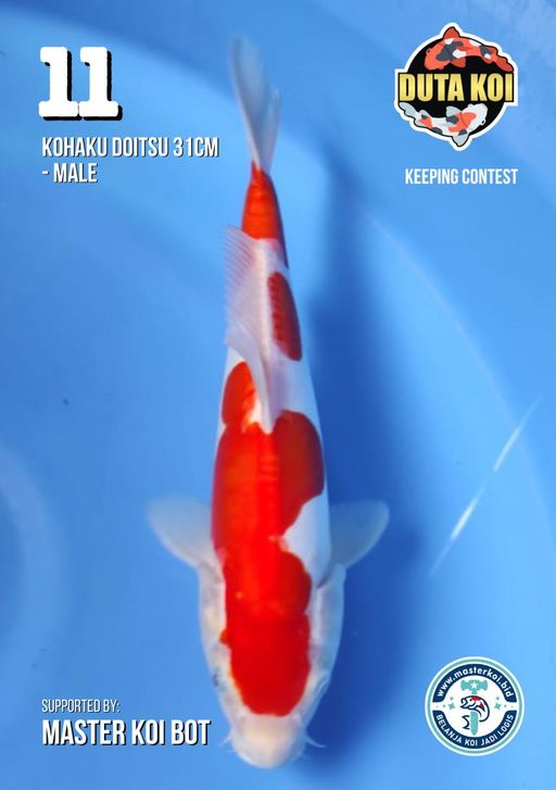 Lelang Koi Online, Jual Beli Ikan Koi, Pusat Jual Beli Koi, Info Lelang Koi Hari Ini, Platform Jual Beli Koi, Jual Beli Ikan Koi Online, Marketplace Ikan Koi, Jual Koi Terbaik, Tempat Beli Koi Berkualitas, Pasar Ikan Koi Online Terpercaya, Penjual Ikan Koi Terpercaya, Beli Koi Hias Online, Ikan Koi untuk Dijual, Koi Kualitas Terbaik, Toko Online Ikan Koi, Koi Hias Untuk Dijual, Jual Beli Ikan Koi Lokal, Koi Indonesia Online, Pusat Jual Beli Koi Terbesar