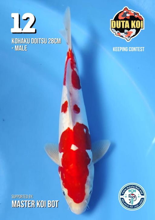 Lelang Koi Online, Jual Beli Ikan Koi, Pusat Jual Beli Koi, Info Lelang Koi Hari Ini, Platform Jual Beli Koi, Jual Beli Ikan Koi Online, Marketplace Ikan Koi, Jual Koi Terbaik, Tempat Beli Koi Berkualitas, Pasar Ikan Koi Online Terpercaya, Penjual Ikan Koi Terpercaya, Beli Koi Hias Online, Ikan Koi untuk Dijual, Koi Kualitas Terbaik, Toko Online Ikan Koi, Koi Hias Untuk Dijual, Jual Beli Ikan Koi Lokal, Koi Indonesia Online, Pusat Jual Beli Koi Terbesar
