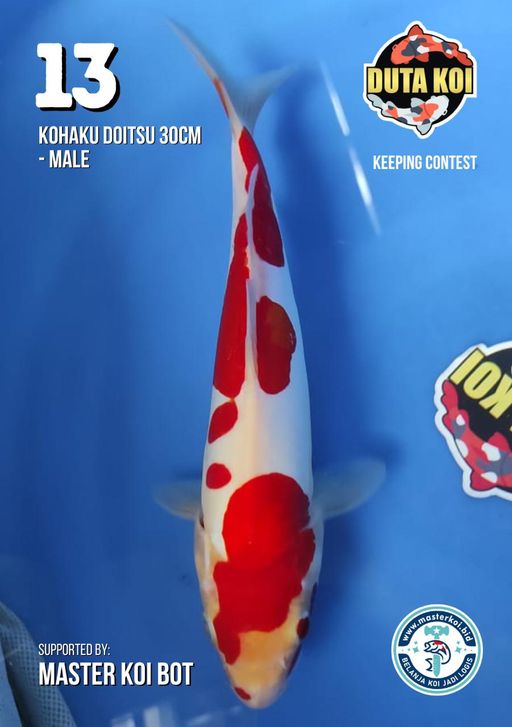 Lelang Koi Online, Jual Beli Ikan Koi, Pusat Jual Beli Koi, Info Lelang Koi Hari Ini, Platform Jual Beli Koi, Jual Beli Ikan Koi Online, Marketplace Ikan Koi, Jual Koi Terbaik, Tempat Beli Koi Berkualitas, Pasar Ikan Koi Online Terpercaya, Penjual Ikan Koi Terpercaya, Beli Koi Hias Online, Ikan Koi untuk Dijual, Koi Kualitas Terbaik, Toko Online Ikan Koi, Koi Hias Untuk Dijual, Jual Beli Ikan Koi Lokal, Koi Indonesia Online, Pusat Jual Beli Koi Terbesar