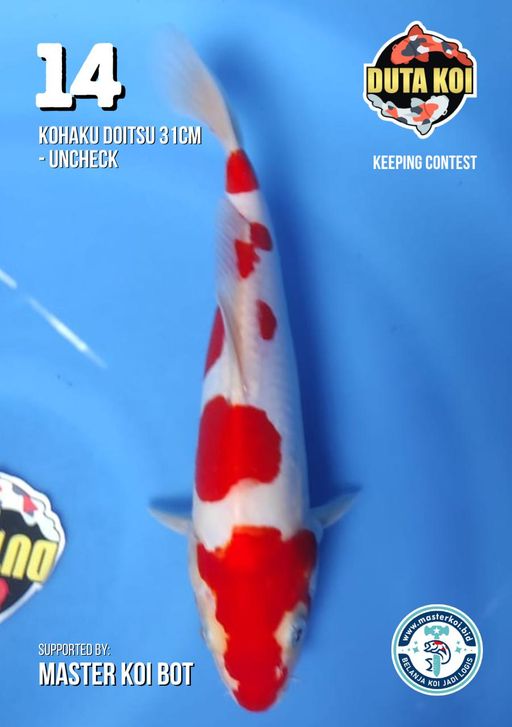 Lelang Koi Online, Jual Beli Ikan Koi, Pusat Jual Beli Koi, Info Lelang Koi Hari Ini, Platform Jual Beli Koi, Jual Beli Ikan Koi Online, Marketplace Ikan Koi, Jual Koi Terbaik, Tempat Beli Koi Berkualitas, Pasar Ikan Koi Online Terpercaya, Penjual Ikan Koi Terpercaya, Beli Koi Hias Online, Ikan Koi untuk Dijual, Koi Kualitas Terbaik, Toko Online Ikan Koi, Koi Hias Untuk Dijual, Jual Beli Ikan Koi Lokal, Koi Indonesia Online, Pusat Jual Beli Koi Terbesar