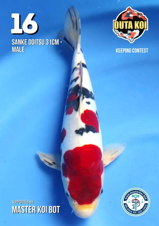 Lelang Koi Online, Jual Beli Ikan Koi, Pusat Jual Beli Koi, Info Lelang Koi Hari Ini, Platform Jual Beli Koi, Jual Beli Ikan Koi Online, Marketplace Ikan Koi, Jual Koi Terbaik, Tempat Beli Koi Berkualitas, Pasar Ikan Koi Online Terpercaya, Penjual Ikan Koi Terpercaya, Beli Koi Hias Online, Ikan Koi untuk Dijual, Koi Kualitas Terbaik, Toko Online Ikan Koi, Koi Hias Untuk Dijual, Jual Beli Ikan Koi Lokal, Koi Indonesia Online, Pusat Jual Beli Koi Terbesar