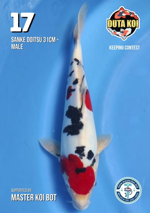 Lelang Koi Online, Jual Beli Ikan Koi, Pusat Jual Beli Koi, Info Lelang Koi Hari Ini, Platform Jual Beli Koi, Jual Beli Ikan Koi Online, Marketplace Ikan Koi, Jual Koi Terbaik, Tempat Beli Koi Berkualitas, Pasar Ikan Koi Online Terpercaya, Penjual Ikan Koi Terpercaya, Beli Koi Hias Online, Ikan Koi untuk Dijual, Koi Kualitas Terbaik, Toko Online Ikan Koi, Koi Hias Untuk Dijual, Jual Beli Ikan Koi Lokal, Koi Indonesia Online, Pusat Jual Beli Koi Terbesar